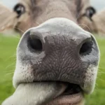 The Cows are watching