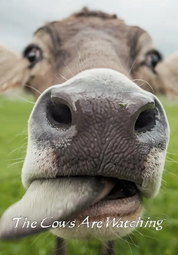 Купить The Cows are watching