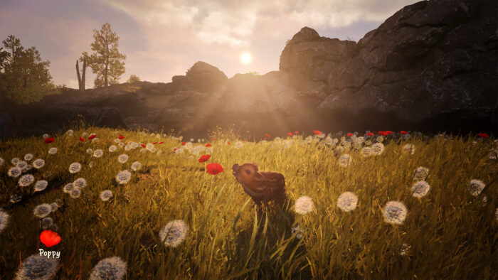 Adorable Adventures